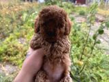 Toy Poodle Marul Gibi Yavrular Hazır