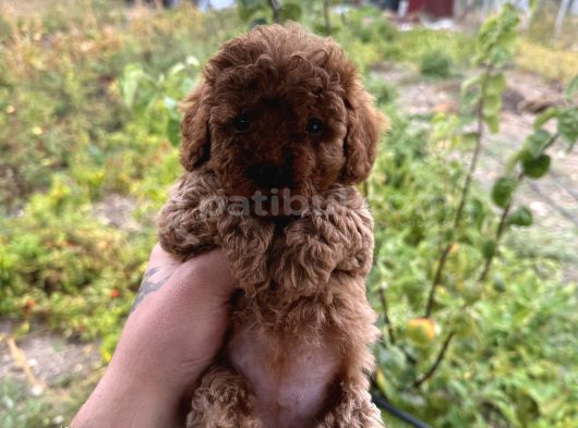 Toy Poodle Marul Gibi Yavrular Hazır görsel