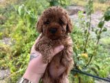Toy Poodle Marul Gibi Yavrular Hazır