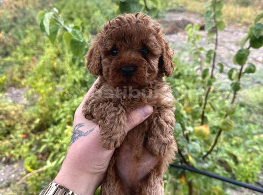 Toy Poodle Marul Gibi Yavrular Hazır görsel