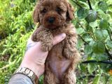 Toy Poodle Marul Gibi Yavrular Hazır