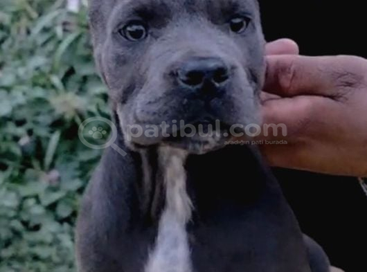 Üst Düzey İtalyan Masti̇ff Yavrular