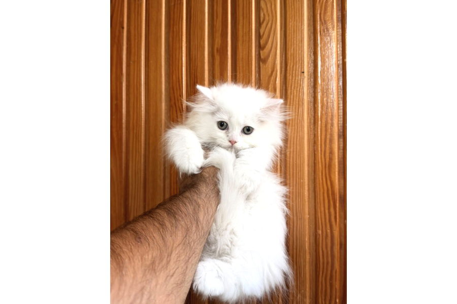 Süt Beyaz Longhair Yavrumuz Hazır