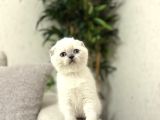 Irk Ve Sağlik Garanti̇li̇ Scottish Fold Blue Poi̇nt Yavrularim
