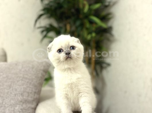 Irk Ve Sağlik Garanti̇li̇ Scottish Fold Blue Poi̇nt Yavrularim görsel
