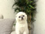 Irk Ve Sağlik Garanti̇li̇ Scottish Fold Blue Poi̇nt Yavrularim