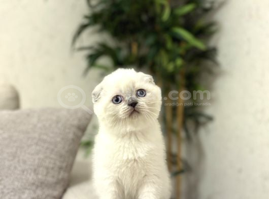 Irk Ve Sağlik Garanti̇li̇ Scottish Fold Blue Poi̇nt Yavrularim görsel