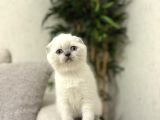 Irk Ve Sağlik Garanti̇li̇ Scottish Fold Blue Poi̇nt Yavrularim