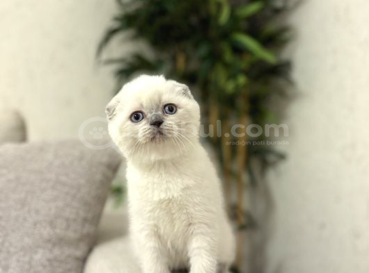 IRK VE SAĞLIK GARANTİLİ SCOTTISH FOLD BLUE POİNT YAVRULARIM