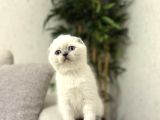 Irk Ve Sağlik Garanti̇li̇ Scottish Fold Blue Poi̇nt Yavrularim