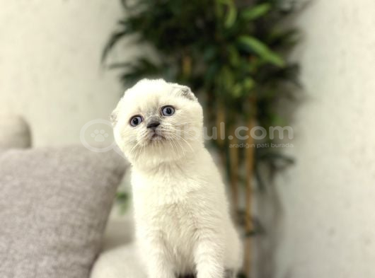 Irk Ve Sağlik Garanti̇li̇ Scottish Fold Blue Poi̇nt Yavrularim görsel