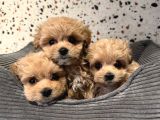 Mini Sevimli Maltipoo Bebek Surat Yavrular