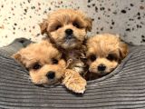 Mini Sevimli Maltipoo Bebek Surat Yavrular