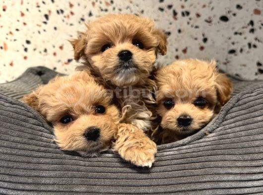Mini Sevimli Maltipoo Bebek Surat Yavrular görsel