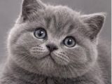 Aaaa Kali̇te Ayi Surat Top Kafa