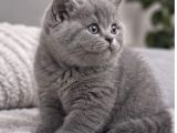 Aaaa Kali̇te Ayi Surat Top Kafa