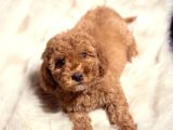 Kore Kan Malti̇poo Yavru