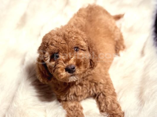 KORE KAN MALTİPOO YAVRU