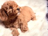 Kore Kan Malti̇poo Yavru