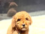 Kore Kan Malti̇poo Yavru