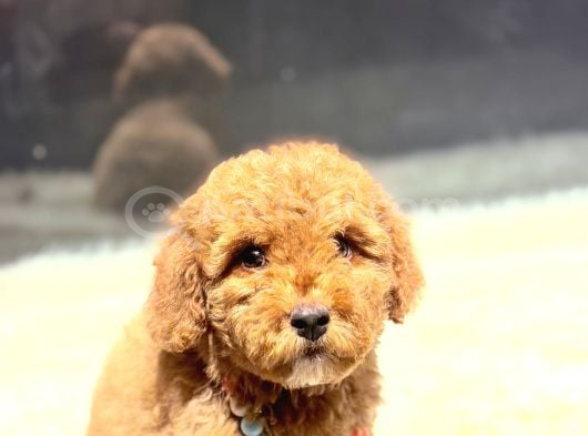 Kore Kan Malti̇poo Yavru görsel
