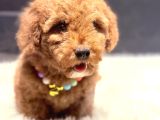 Kore Kan Malti̇poo Yavru