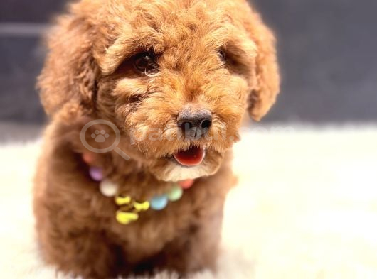 Kore Kan Malti̇poo Yavru görsel