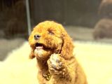Kore Kan Malti̇poo Yavru