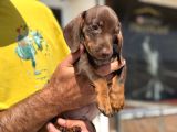 Ziyarete Açık Dachshund