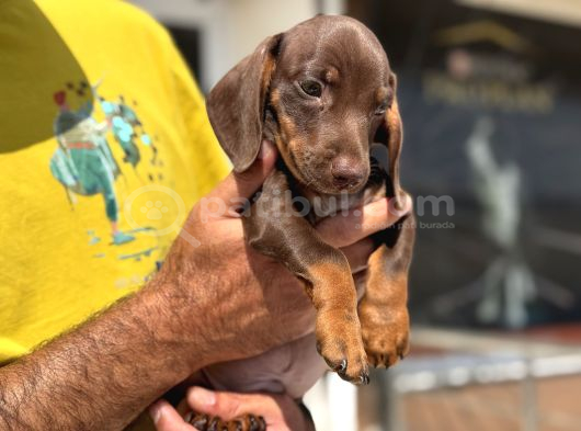 ziyarete açık dachshund