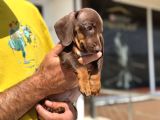 Ziyarete Açık Dachshund