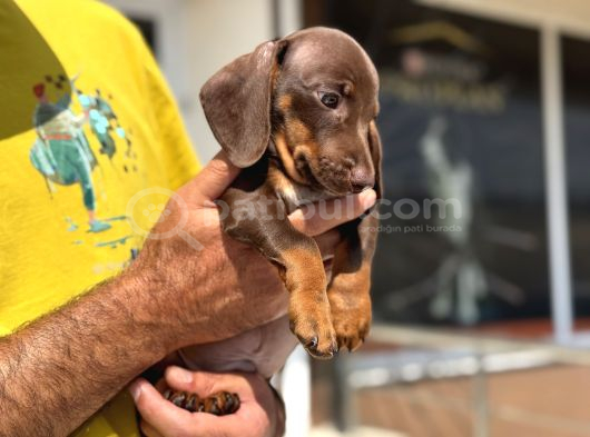Ziyarete Açık Dachshund görsel