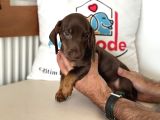 Ziyarete Açık Dachshund
