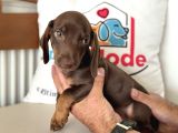 Ziyarete Açık Dachshund
