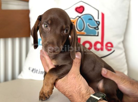 Ziyarete Açık Dachshund görsel