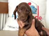 Ziyarete Açık Dachshund