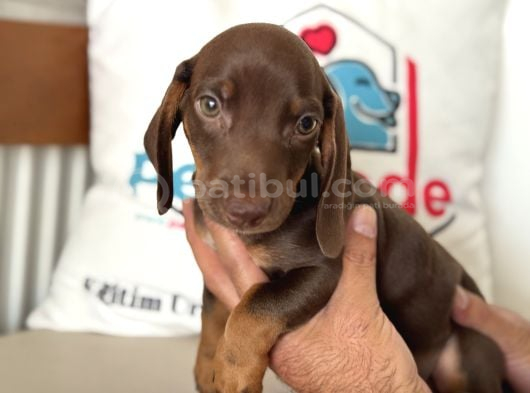 Ziyarete Açık Dachshund görsel