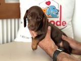 Ziyarete Açık Dachshund