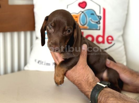 Ziyarete Açık Dachshund görsel