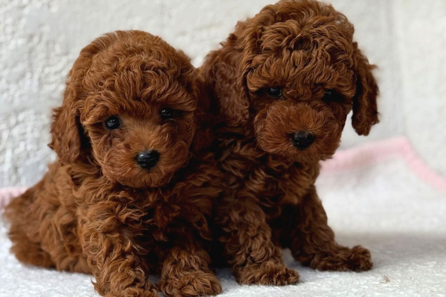 Irkinin En GÜzllerİ Toy Poodle Bebekler