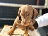 Ziyarete Açık Dachshund