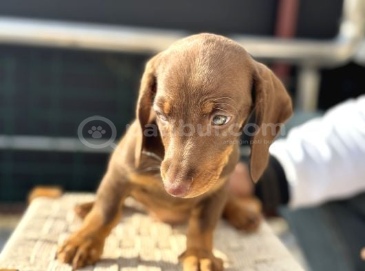 Ziyarete Açık Dachshund görsel