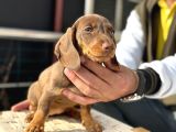 Ziyarete Açık Dachshund