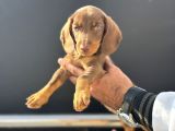 Ziyarete Açık Dachshund