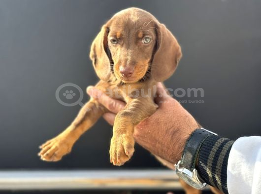 Ziyarete Açık Dachshund görsel