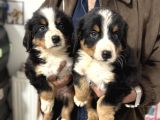 Köpek Çiftliğinden Bernese Yavrularımız
