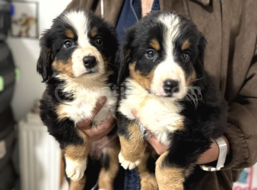 Köpek Çiftliğinden Bernese Yavrularımız görsel