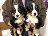 Köpek Çiftliğinden Bernese Yavrularımız