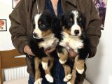 Köpek Çiftliğinden Bernese Yavrularımız