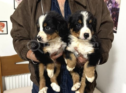 Köpek Çiftliğinden Bernese Yavrularımız görsel